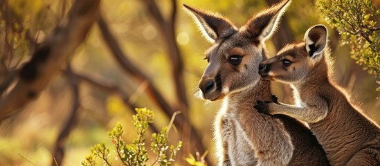 Animal love and affection Cute joey image Baby kangaroo holding on to its mothers ear for comfort and feeling safe Australian marsupial wildlife mother and child Family security - obrazy, fototapety, plakaty