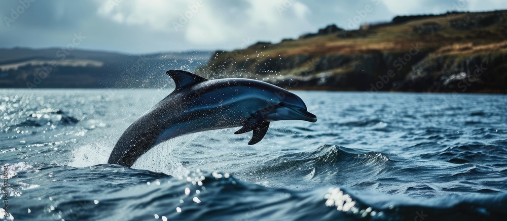 Poster common dolphin delphinius delphis leaping clear of the water during a whale watching tour from tober