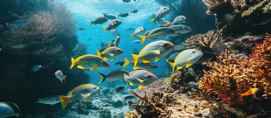 Fotobehang Goatfish among the yellow spotted trevally are feeding on the sea bed Carangoides orthogrammus during dive in Raja Ampat Silver flat predatory fishs is hunting on the bottom Marine life in Indo © vxnaghiyev