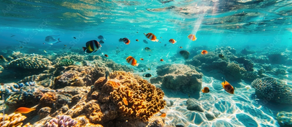 Aufkleber Colorful fish in the clear seetrue waters of the Red Sea. with copy space image. Place for adding text or design