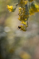 Bee on Yellow Flower