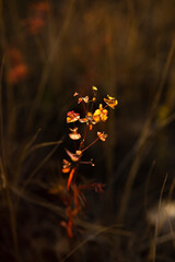 Wildflower at golden hour