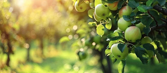 Foto op Aluminium Apple orchard with an unripe harvest of green apples apple orchard with a harvest of apple fruits in the summer. with copy space image. Place for adding text or design © vxnaghiyev