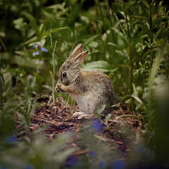 Bunny bathing in Garden 