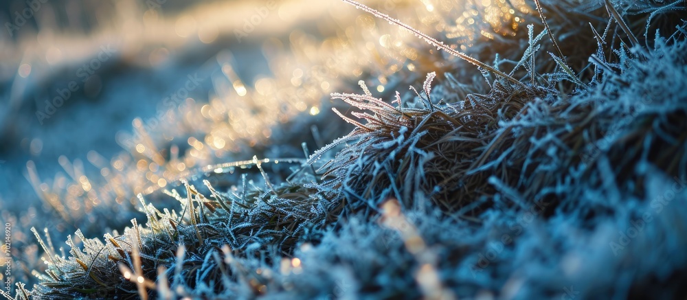 Poster Grass covered with frost in winter Frozen grass. with copy space image. Place for adding text or design
