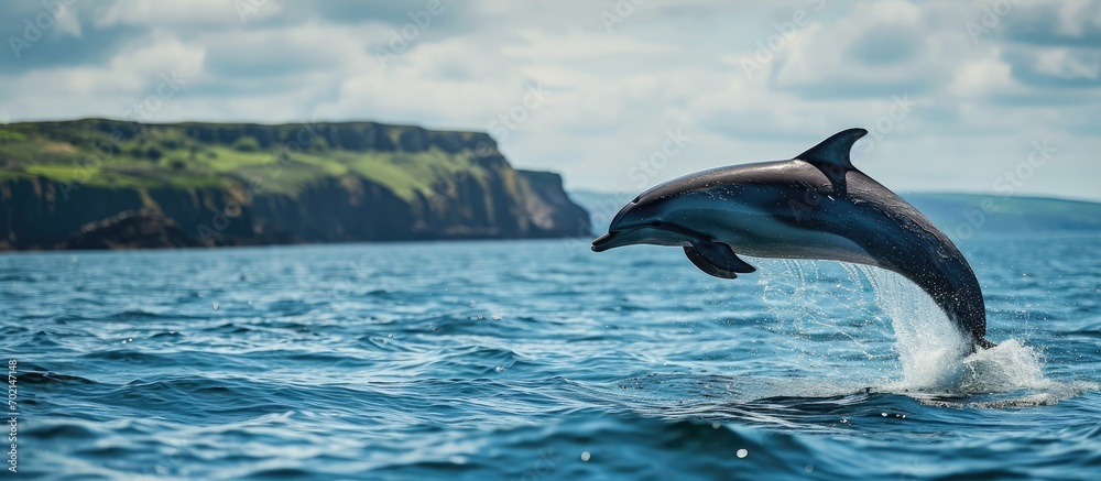Aufkleber common dolphin delphinius delphis leaping clear of the water during a whale watching tour from tober