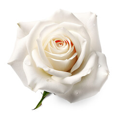 white rose on isolate transparency background, PNG