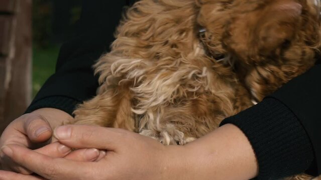 A cavapoo puppy sits in a woman's arms. Close-up.