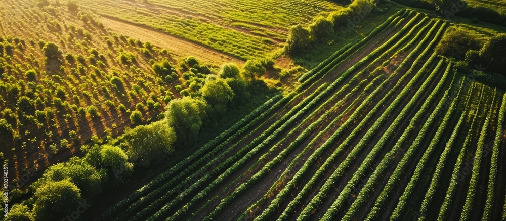Leinwandbilder Green potato field plantation with rows aerial drone photo. with copy space image. Place for adding text or design