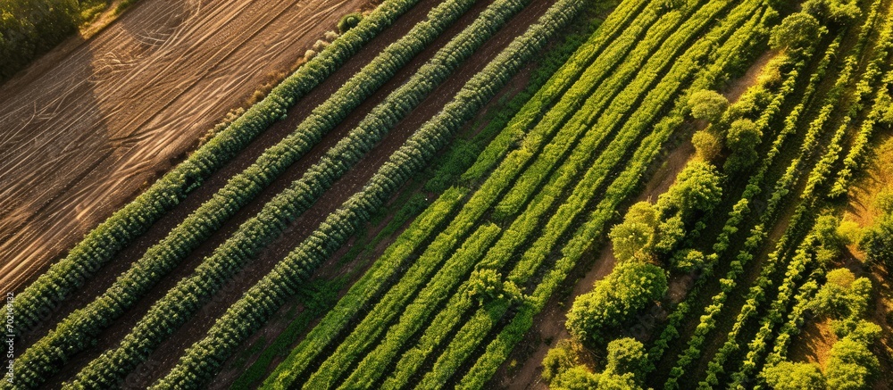 Aufkleber green potato field plantation with rows aerial drone photo. with copy space image. place for adding 
