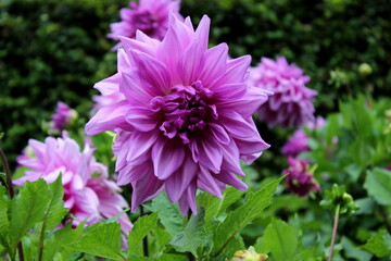 Dahlie violett, Blüte, Garten 