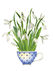 A bouquet of snowdrops in a porcelain tea cup with a white polka dot pattern. Vintage botanical illustration. Flower arrangement on white background