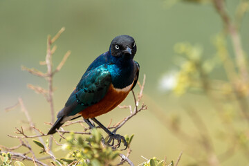 Beautiful close-up portrait of a superb starling with its striking colors perched on a branch in the savannah of Kenya, Africa