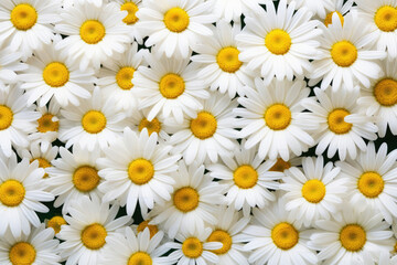 Blossom white flower daisies yellow nature