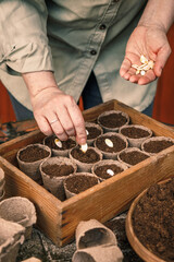Planting pumpkin seeds for germination into biodegradable peat pots. Spring gardening and sowing