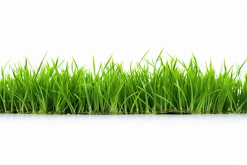 Obraz premium fresh green grass isolated on a white background