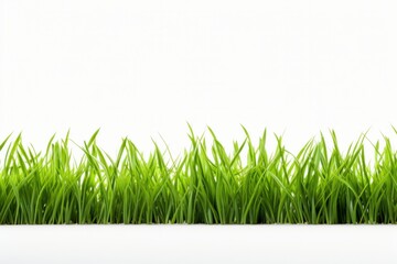 Obraz premium fresh green grass isolated on a white background