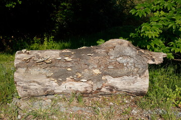 Abgesägter Baumstamm im Wald liegend, Deutschland