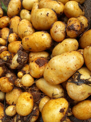Dirty Organic potatoes