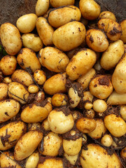 Dirty Organic potatoes