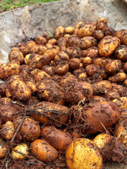 Dirty Organic potatoes in a wheelbarrow 