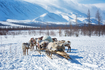 Naklejka premium Many reindeer harnesses loaded with property are moving to a new camp site
