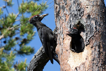 Adult male black woodpecker feeding a chick close up