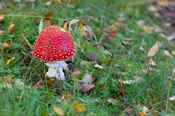 Beautiful red fly agaric growing among the grass