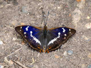 Fototapeta na wymiar Purple Emperor Butterfly Feeding on the Ground