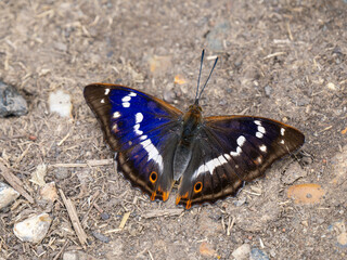 Purple Emperor Butterfly Feeding on the Ground