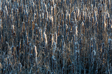 Typha latifolia. Broadleaf cattail plants, with their inflorescences, in winter. Bulrush.