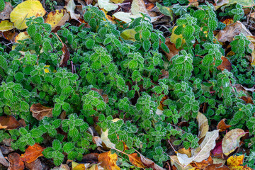 Urtica urens. Lesser nettle sprouts in winter with frost between fallen leaves.
