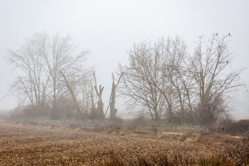 Harvested field of corn, poplars and red kites perched on the branches in winter with fog. Milvus milvus.