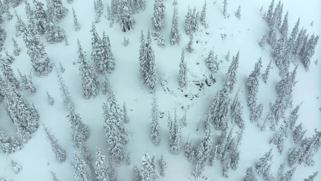 Cinematic aerial Colorado Deep powder snowing Loveland Ski Resort Eisenhower Tunnel Coon Hill backcountry i70 heavy winter spring snow Continential Divide Rocky Mountains cover pine trees circling
