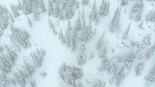 Cinematic aerial Colorado Deep powder snowing Loveland Ski Resort Eisenhower Tunnel Coon Hill backcountry i70 heavy winter spring snow Continential Divide Rocky Mountains covered trees slow pan down