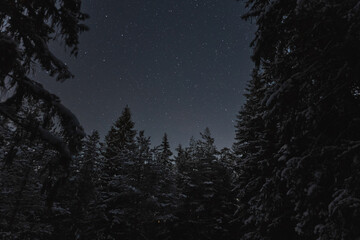 Fototapeta na wymiar Night scene of Estonian nature, silhouette of winter trees against the background of the starry sky in dark forest.