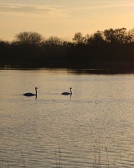 Two swans swimming in the lake
