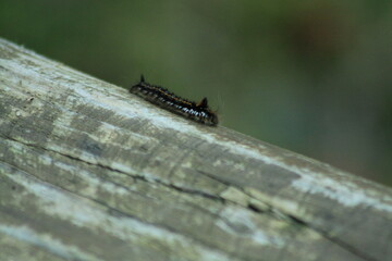 Lac de wagital, canton suisse, suisse