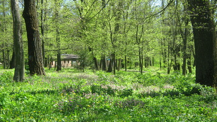 Forest in spring