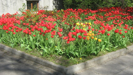 Fototapeta na wymiar Tulips in the garden, SPRING, tulips in the palace's garden