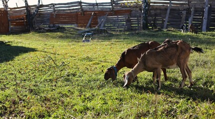
Anglo Nubian goat grazing in the meadow