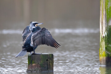 Ein Kormoran beim trocknen seines Gefieders