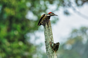 Black Rumped Flameback woodpecker with beautiful background in the perched with insect feed