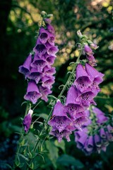 Purple foxglove flowers in the garden. © Antonio