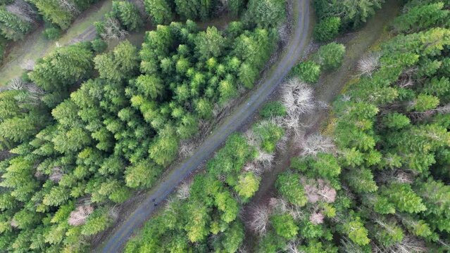 Randonn&eacute;e en for&ecirc;t en hiver dans les Pyr&eacute;n&eacute;es vue de drone