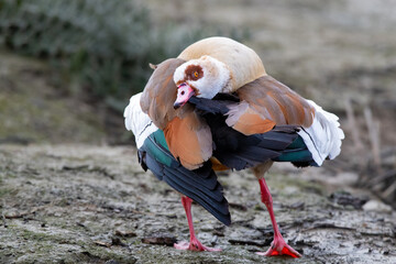 Eine Nilgans bei der intensiven Gefiederpflege