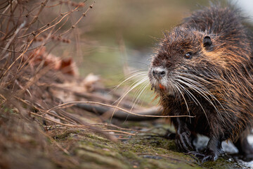 Ein Nutria