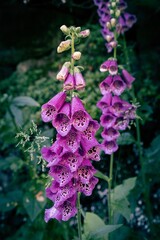 Purple foxglove flowers in the garden. © Antonio