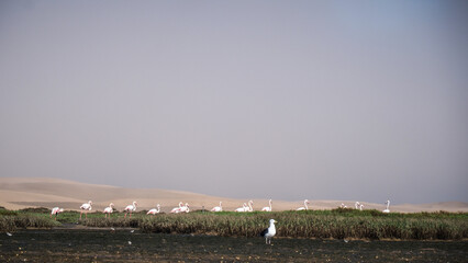 The landscape of Khenifiss National Park in Morocco