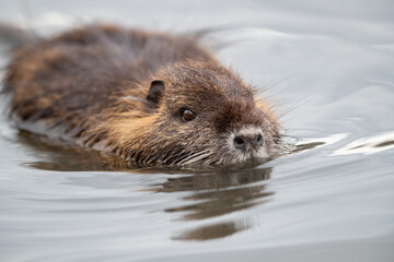 Ein Nutria